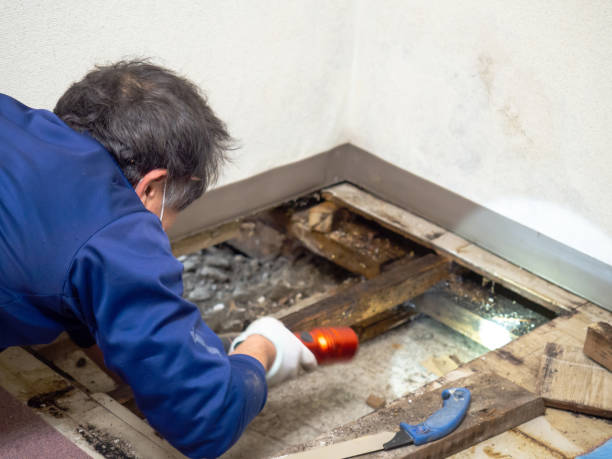 Best White Mold Remediation in Forrest, IL