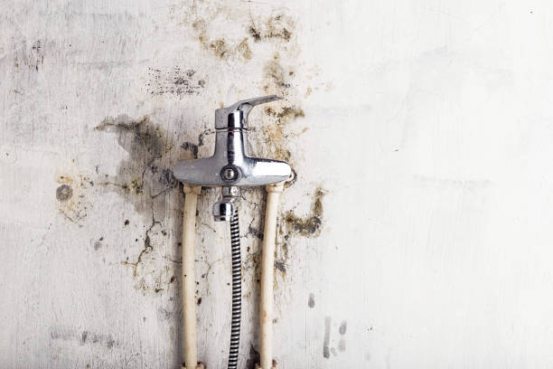 Best Residential Mold Remediation in Forrest, IL