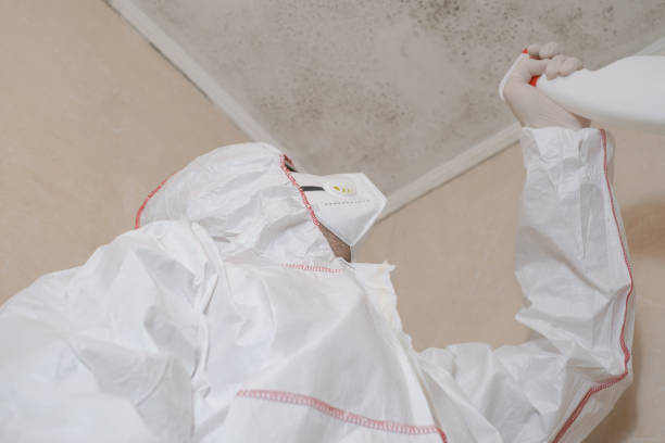 Best Insurance-Related Mold Remediation in Forrest, IL
