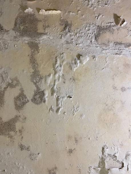 Best Kitchen Mold Remediation in Forrest, IL
