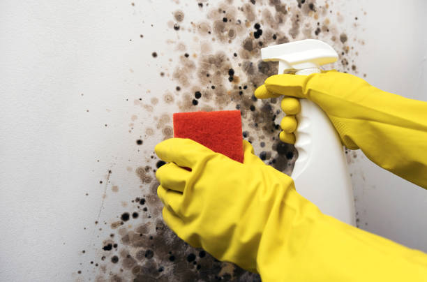 Best Basement Mold Remediation in Forrest, IL