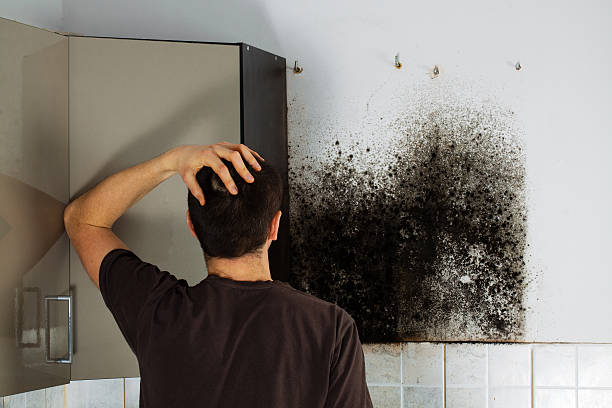 Best Industrial Mold Remediation in Forrest, IL