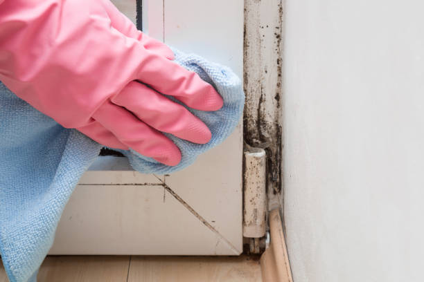 Best Health and Safety Mold Remediation in Forrest, IL