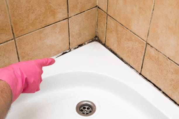 Best Emergency Mold Remediation in Forrest, IL