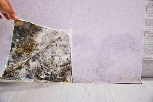 Best Mold Remediation for Schools in Forrest, IL
